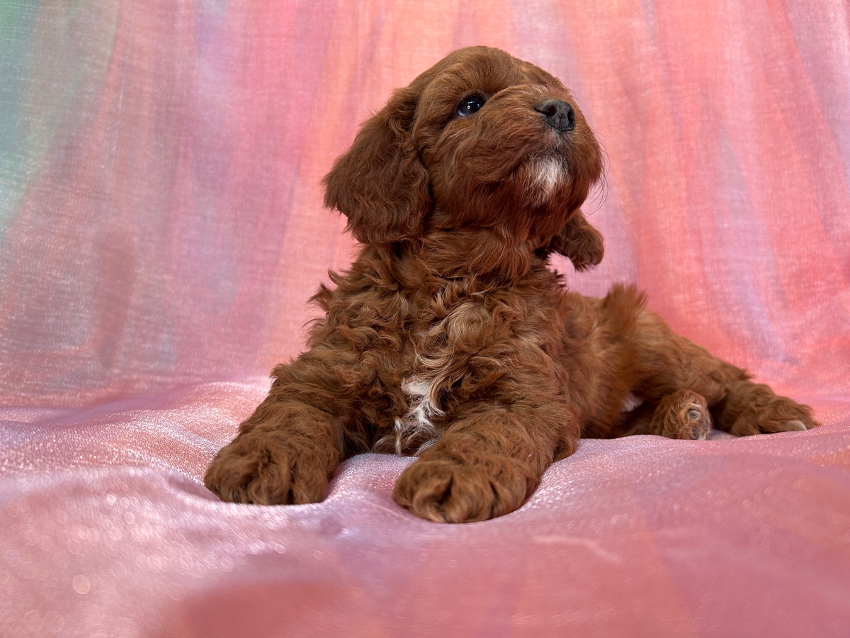 Male Cockapoo Puppy for Sale DOB 10-24-2024 $950